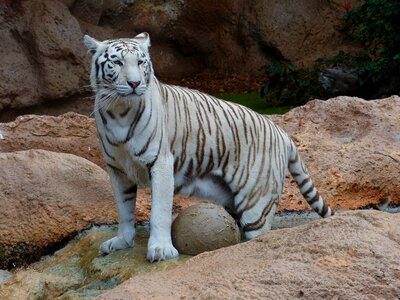 White Bengal tiger photo