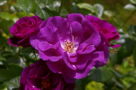 Beautiful Flowers biology bloom