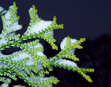 Plant snow evergreen