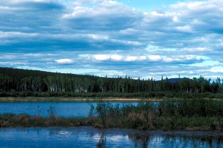 Birch crescent forest