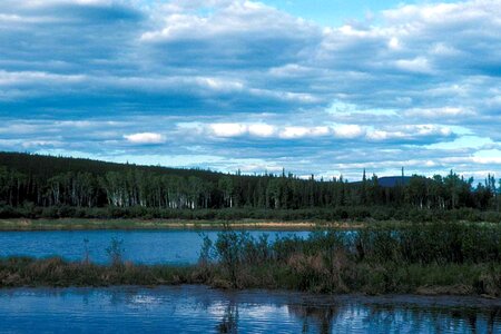 Birch crescent forest photo