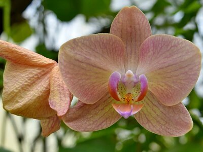 Orchid nature garden photo