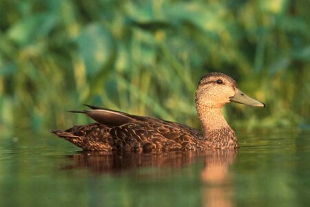 Black black duck duck photo