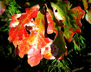 October red green