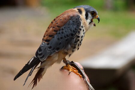 Ruhla raptor falcon photo