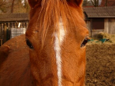 Animal fur dear photo