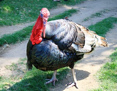Farm grey feathers
