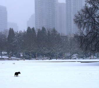 Dog in the snowy city landscape