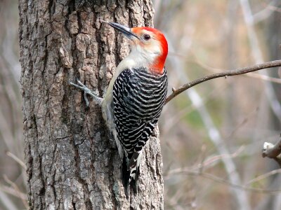 Wildlife bark outdoors photo