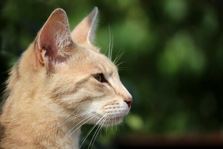 Breed cat siamese cat mackerel