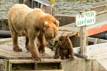 Animal bear brown