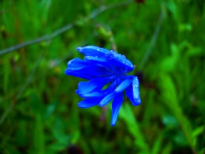 Wild flowers blue summer photo