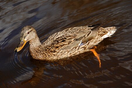 Water fowl bird water photo