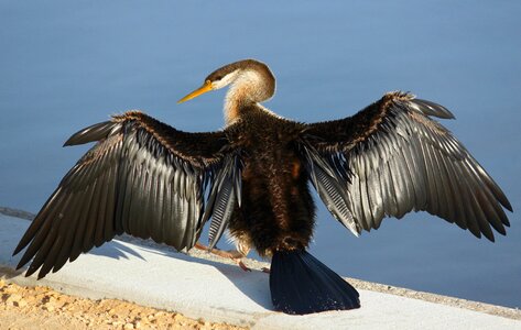 Wing west australia swanriver