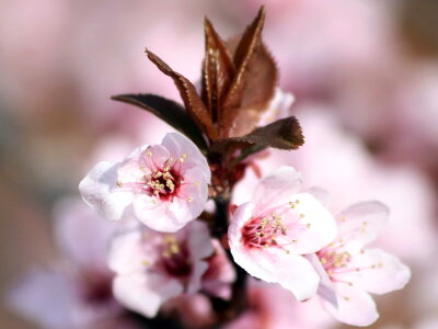 Apple Tree beautiful photo branches photo