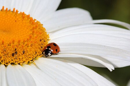 Coccinella flower close up