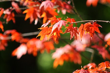 Tree leaf fall foliage photo