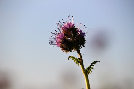 Bloom bees phacelia tanacetifolia photo