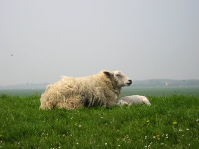 West frisian animal grass photo