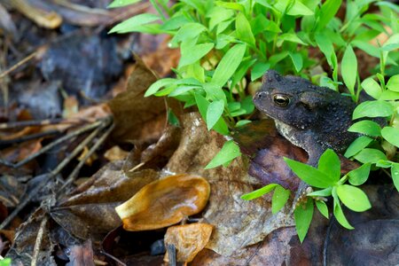 American amphibia amphibian