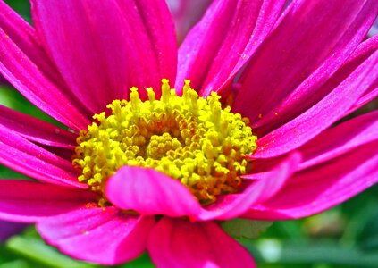 Blossom flora flower