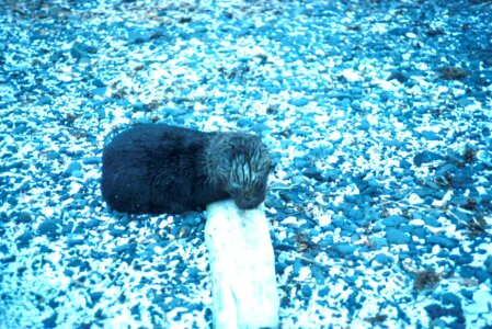 Mare Myocastor coypus otter