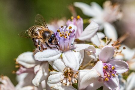 Bloom honey bee summer