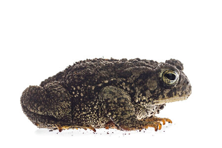 Woodhouse toad-1