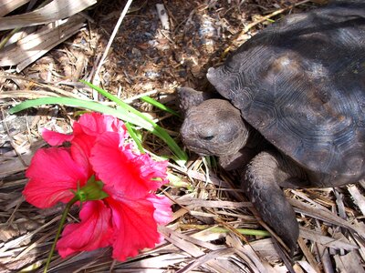 Animal wildlife wild