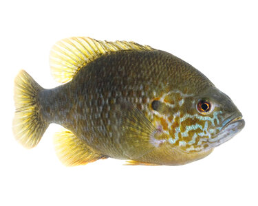 Hybrid sunfish -2