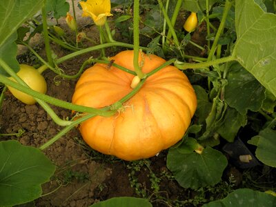 Healthy cook vegetables photo