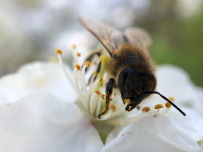 Animal apidae bee