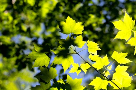 Forest green leaves greenish yellow photo