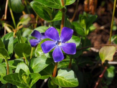 Bloom purple violet photo