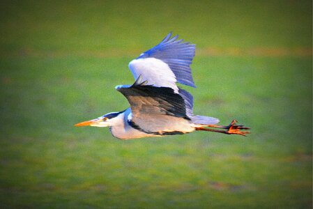Heron fly nature