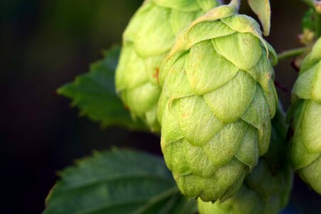 Autumn Season calorie delicious