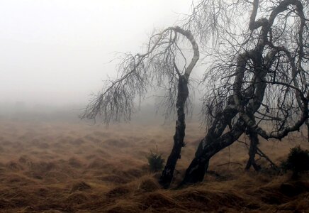 Landscape tree fog photo