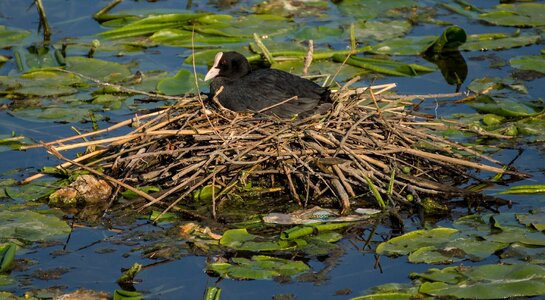 Nest pond lake photo