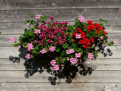 Colorful color pelargoniums photo