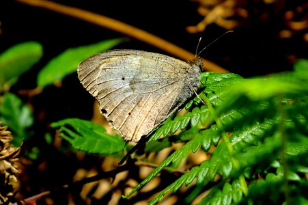 Animal apricot arthropod