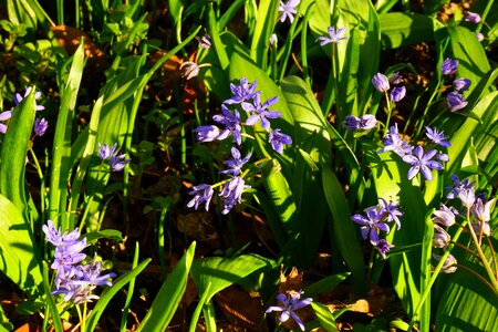 Bloom flower blue