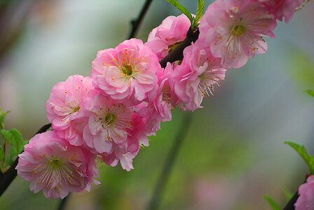 Flourishing flowering spring
