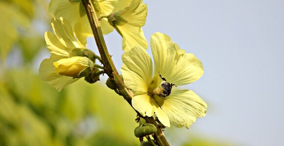 Beautiful Flowers blooming blossom photo