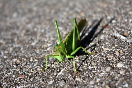 Close up grasshopper flip animal