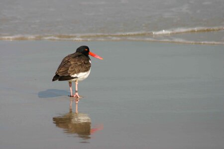American back bird