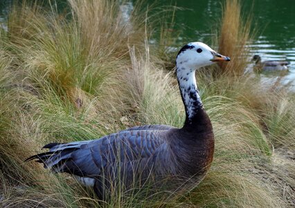 Wildlife nature outside photo