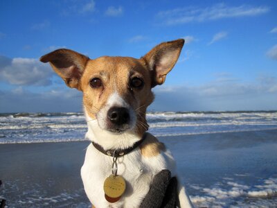 Water jack russel beach