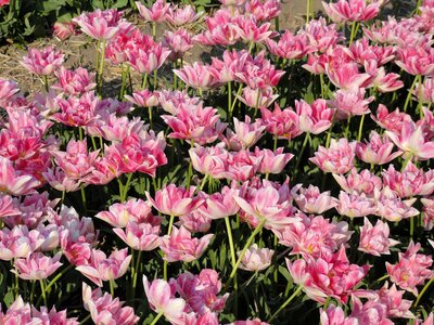 Field spring bloom