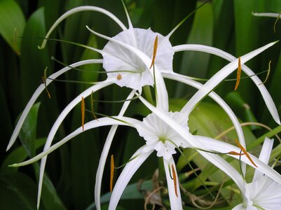 Flora bloom blossom photo