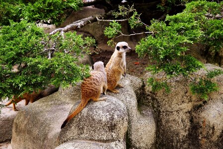 Fauna catwalk nature